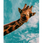 Giraffe’s clothing boutique
