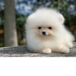 Team Pomeranian's Forever