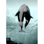 The Orca Pod Squad