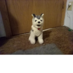 Wolfie the dog
