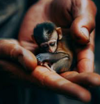 Cool group for Monkeys