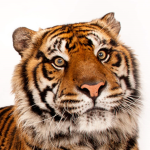 TigerYT Group