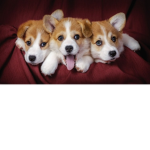 Team Doggy’s Forever