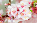cherryblombomsoUWU
