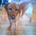 Cooper The Doggo