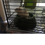 Parrot earth