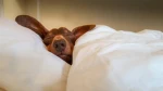 Heavy Nappers Group Thumbnail