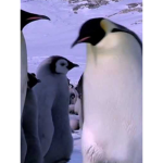 Penguins of chipotle