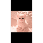 Scared cats