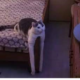 Warrior Cats