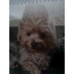 The fluffy dog freinds