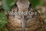 woodc#ck core