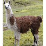 Llama Nation (Yes)