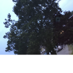 Tree group~