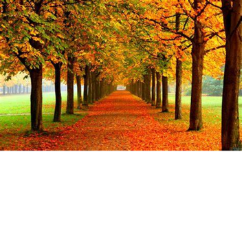 Fall Obby (Unfinished)