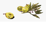 olivetree