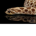 Snake fan