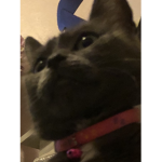 Catz and doggoz