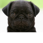 Puggy Lovers