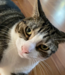 Max the tabby cat