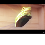 Frog mog