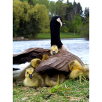 Good Ducks
