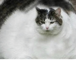 DA kitty guys