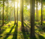Forest Nature Club