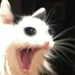 >EPIK<