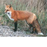 Fox RP