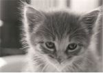 cat/kitty lovers Group Thumbnail