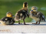 La Tribu De Patos Locos