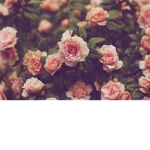 Sia's Dreaming Core's ୨୧