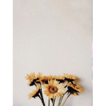 My little official sunflowers