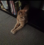 Cat fluff