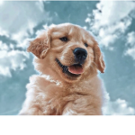 Simply puppies
