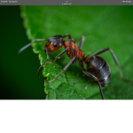 The ant explorer group