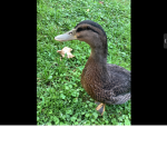 Duck fan club <3