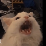 ̶T̶A̶S̶K̶F̶O̶R̶C̶E̶ ̶8̶8̶
