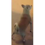 Doge meme:)