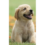 Dash the puppy