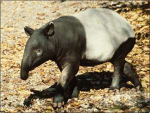 Save the tapirs!
