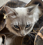 I love Smokey