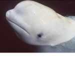 Beluga seaworld