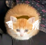Yuyu The Cat