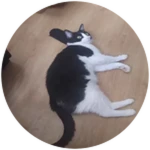 ???