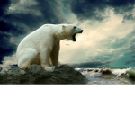 bear army <3