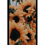 Cutie Sunflower
