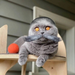 wonderful cat games