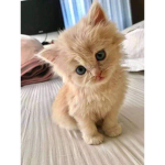 Cocoa_bean